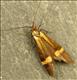 0148 (7.001) Nemophora degeerella